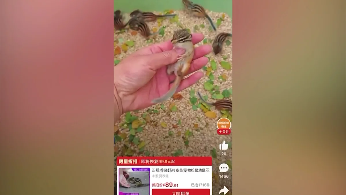 Тасымалмен келетін тасбақа, тиын, жылан секілді жануарлар індет таратып жатқан жоқ па?