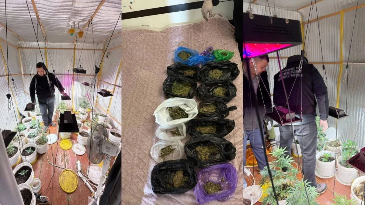 ШҚО-да полицейлер тыйым салынған өсімдіктер өсіретін фитозертхананы анықтады