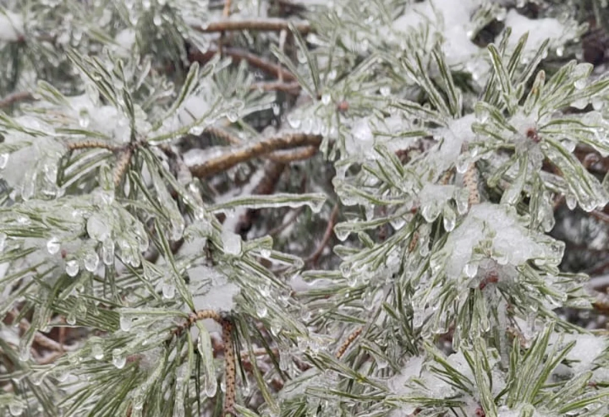 В Алматы дождь со снегом, в Шымкенте туман: прогноз погоды на воскресенье, 15 февраля
