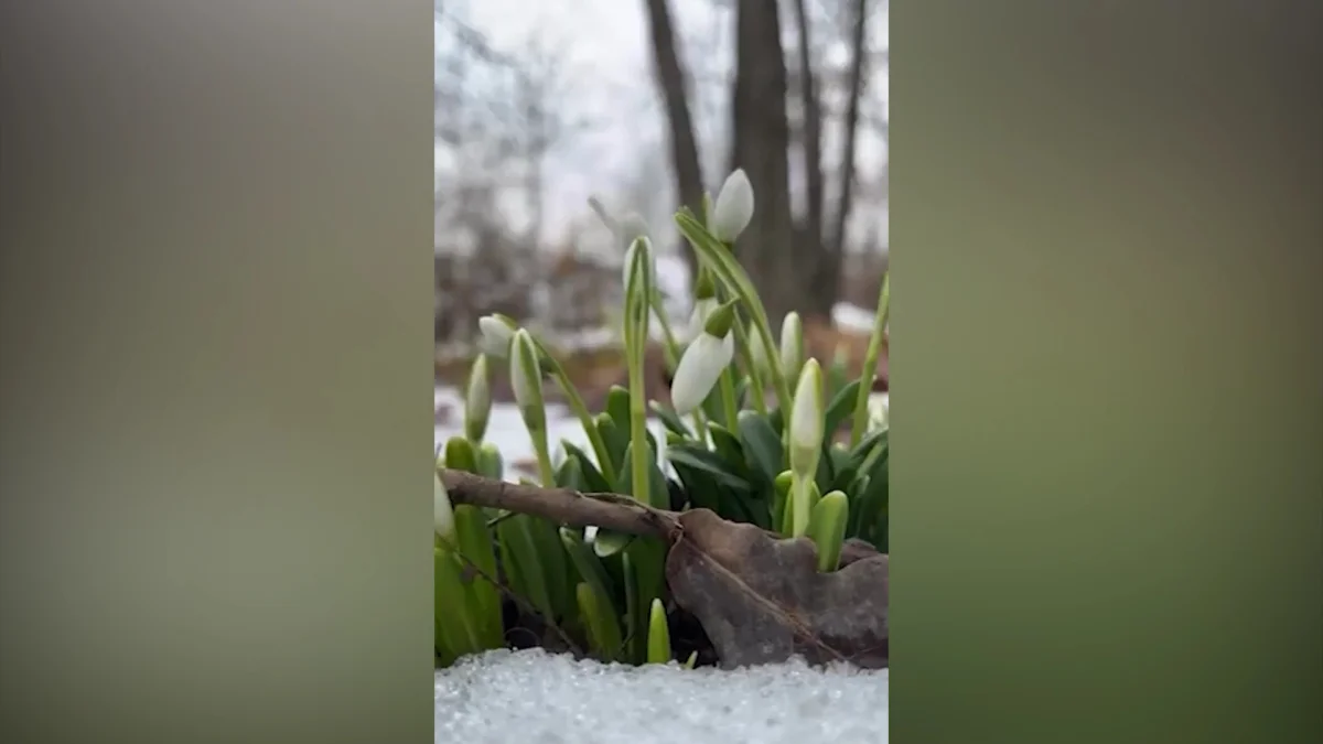 Алматыда бәйшешек гүлдеді