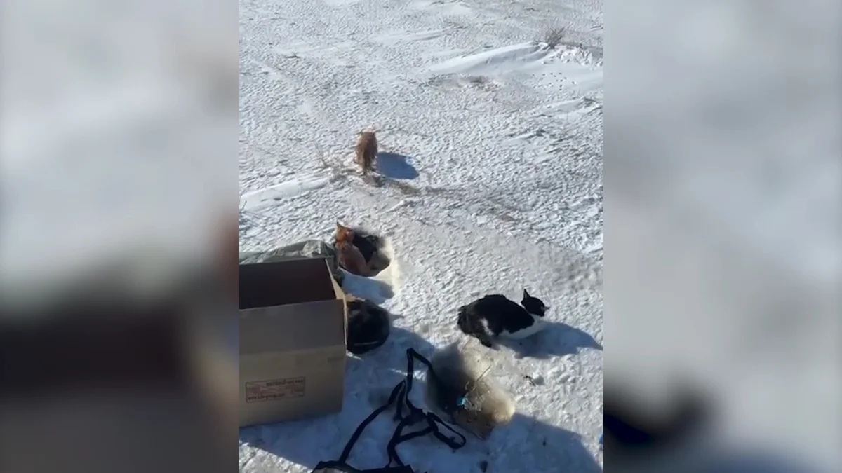 Почти двадцать кошек выбросили на трассе в Семее