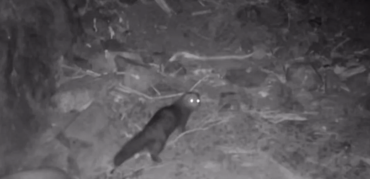 Алтын-Емел ұлттық паркінде тас сусарлары фототұзаққа түсіп қалды