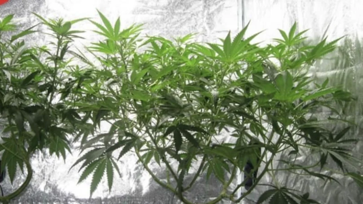Акмолинца поймали на выращивании 505 кустов конопли