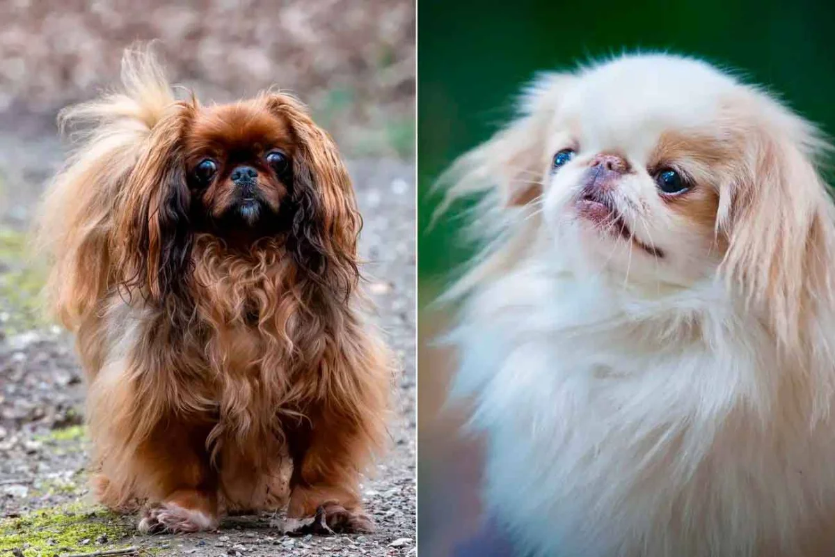 Ученые выявили еще 12 пород собак, страдающих от проблем с дыханием