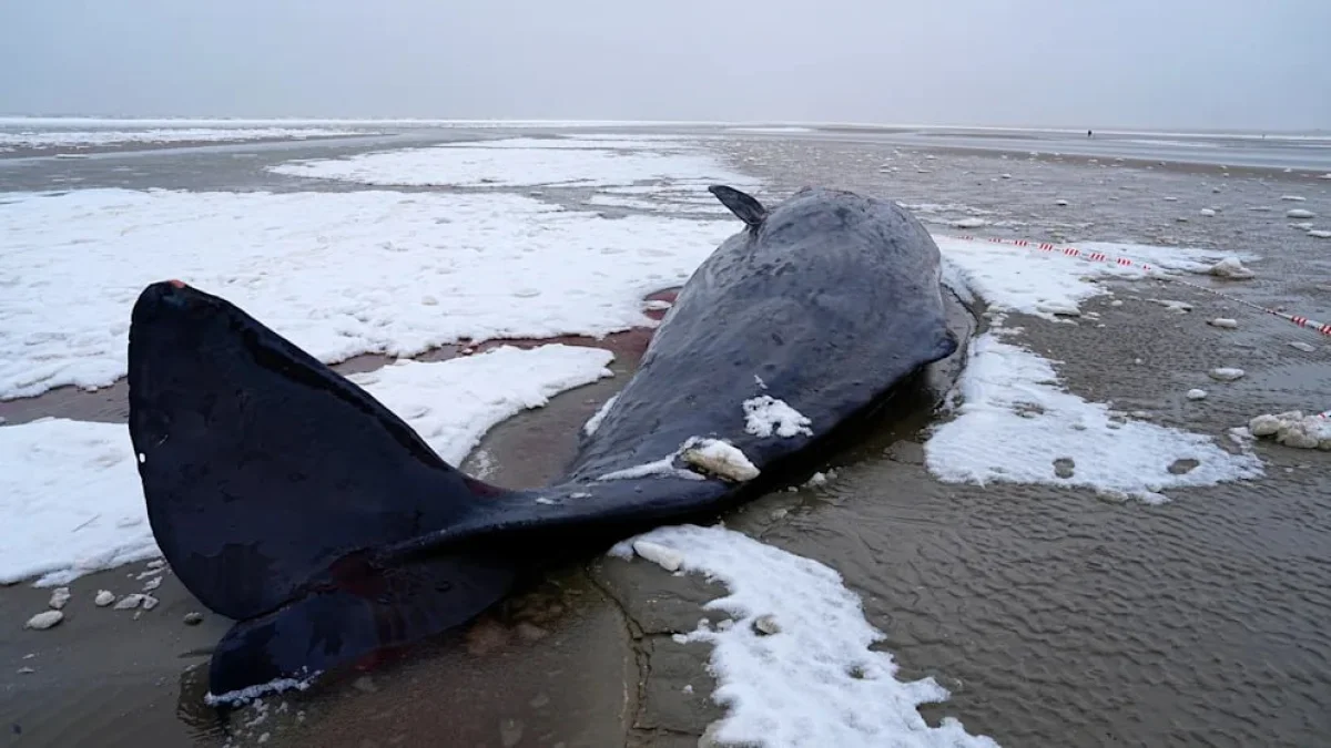 Пять кашалотов выбросились на берег в Дании