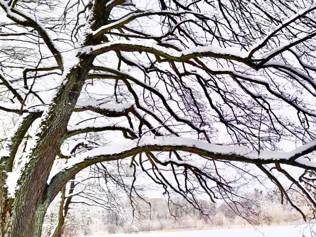 В Астане –31, в Шымкенте +13: погода на вторник, 24 января