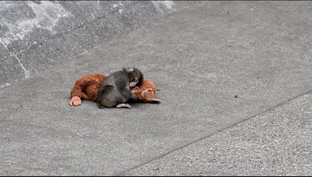 Отказ матери и плюшевый друг: как макак Панч из Японии растрогал соцсети