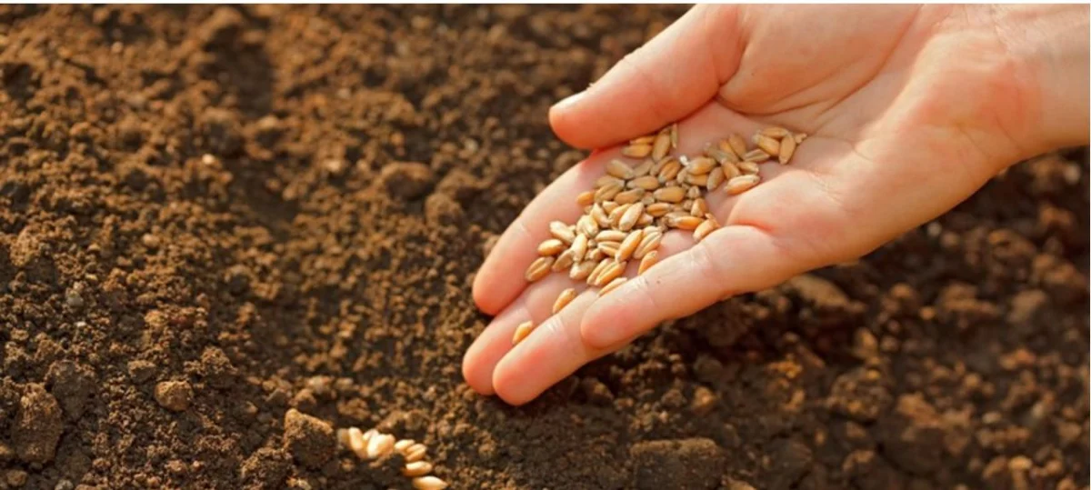 Қазақстанда отандық тұқымның жаңа сорттарының саны 3 есе артты