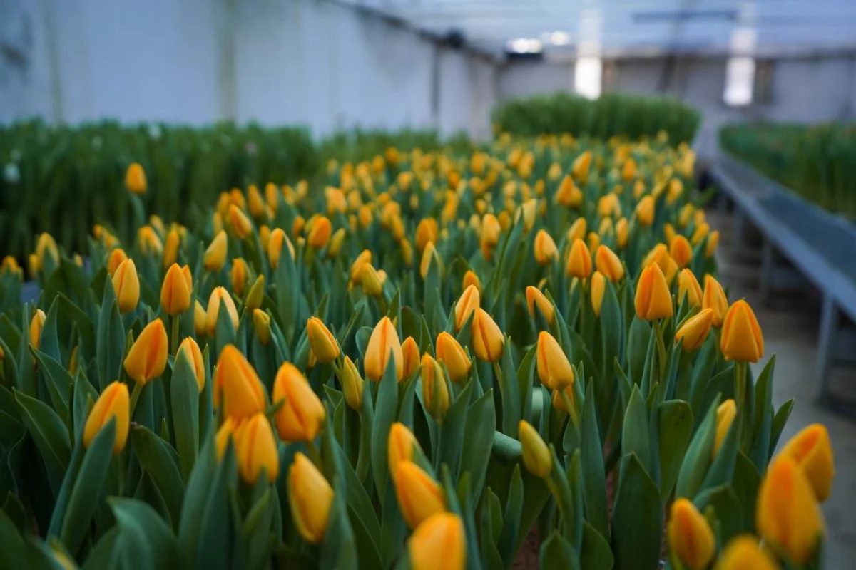 Түркістанда қызғалдақтар бүр жарды