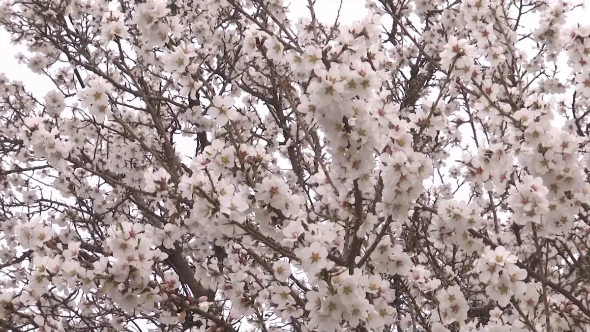Шымкентте миндаль мен өрік ағаштары гүлдеп жатыр