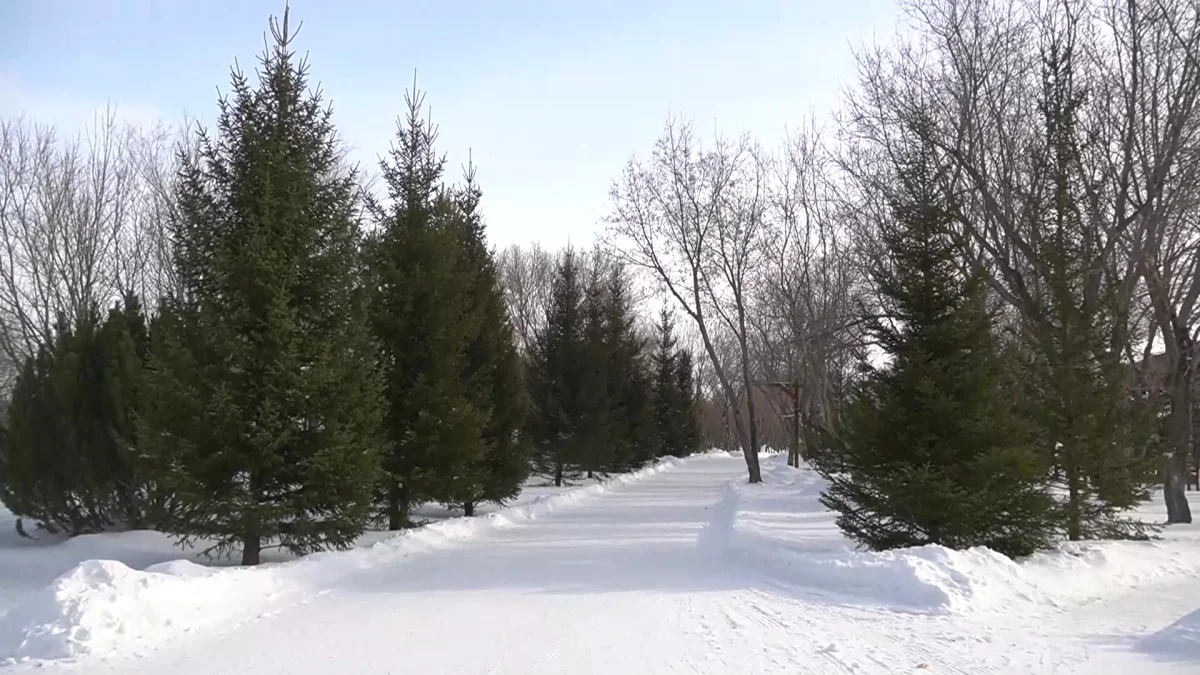 Карагандинский предприниматель выводит новый вид хвойного дерева