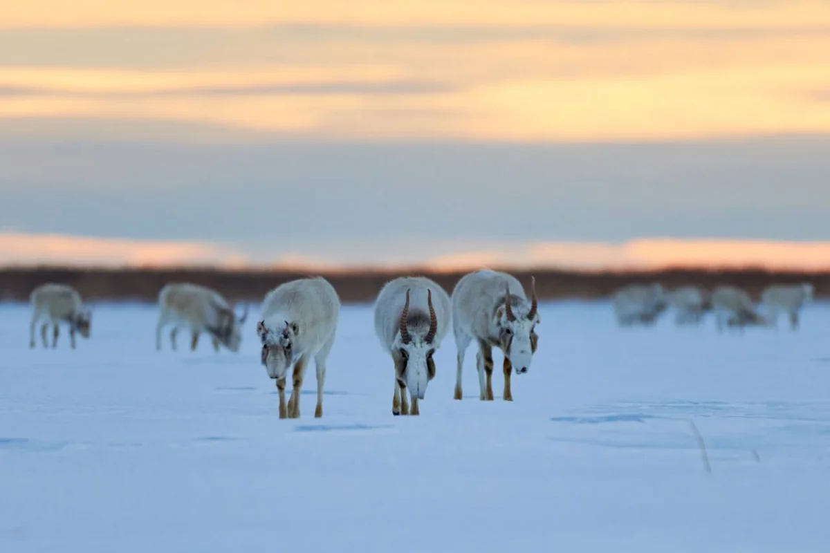 Киіктер жаппай ауылға кіруде