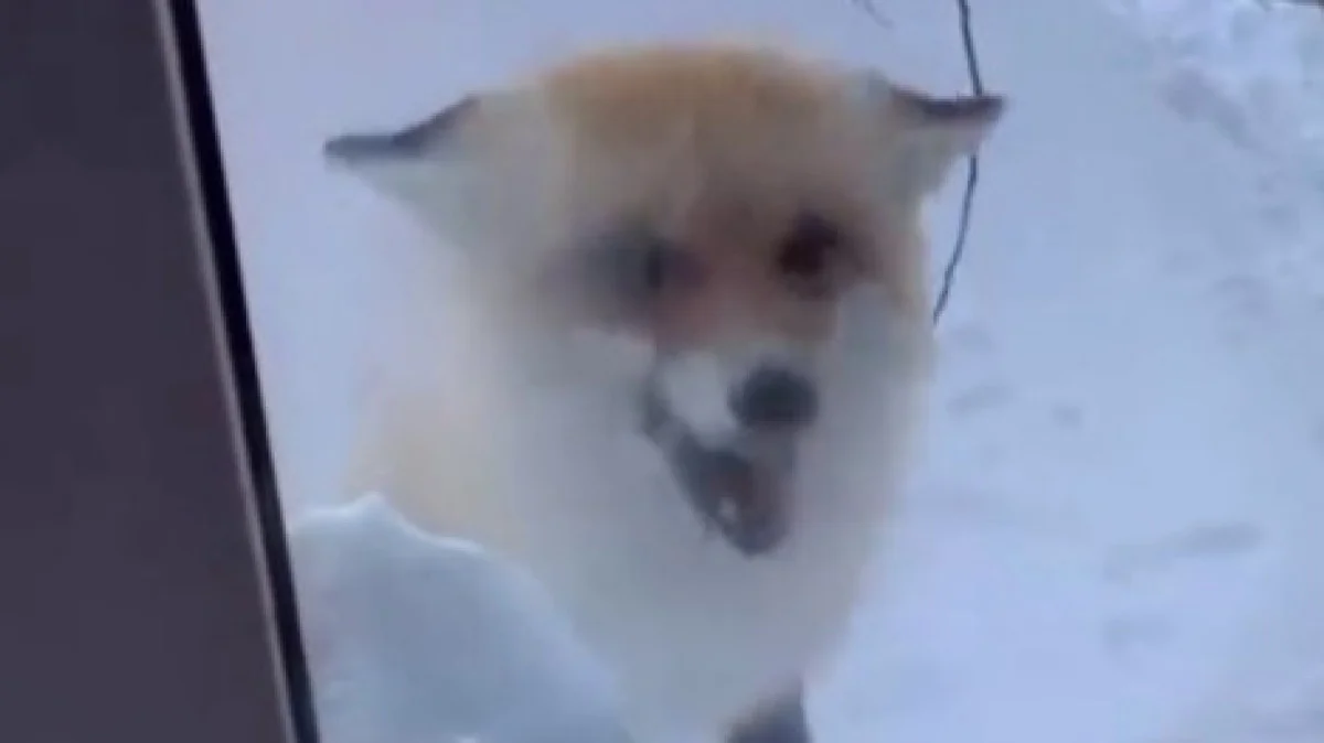 Қарағанды облысында ауыл ішіне кірген түлкі тұрғындарды шошытты