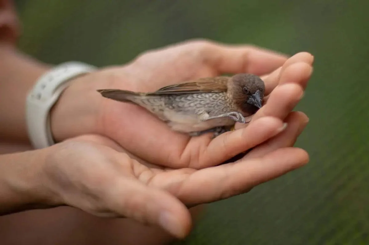 В Польше открыли первый в мире «птицемат»