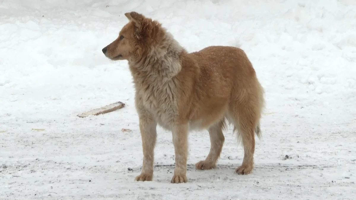 Казахстанцы массово жалуются на бродячих собак