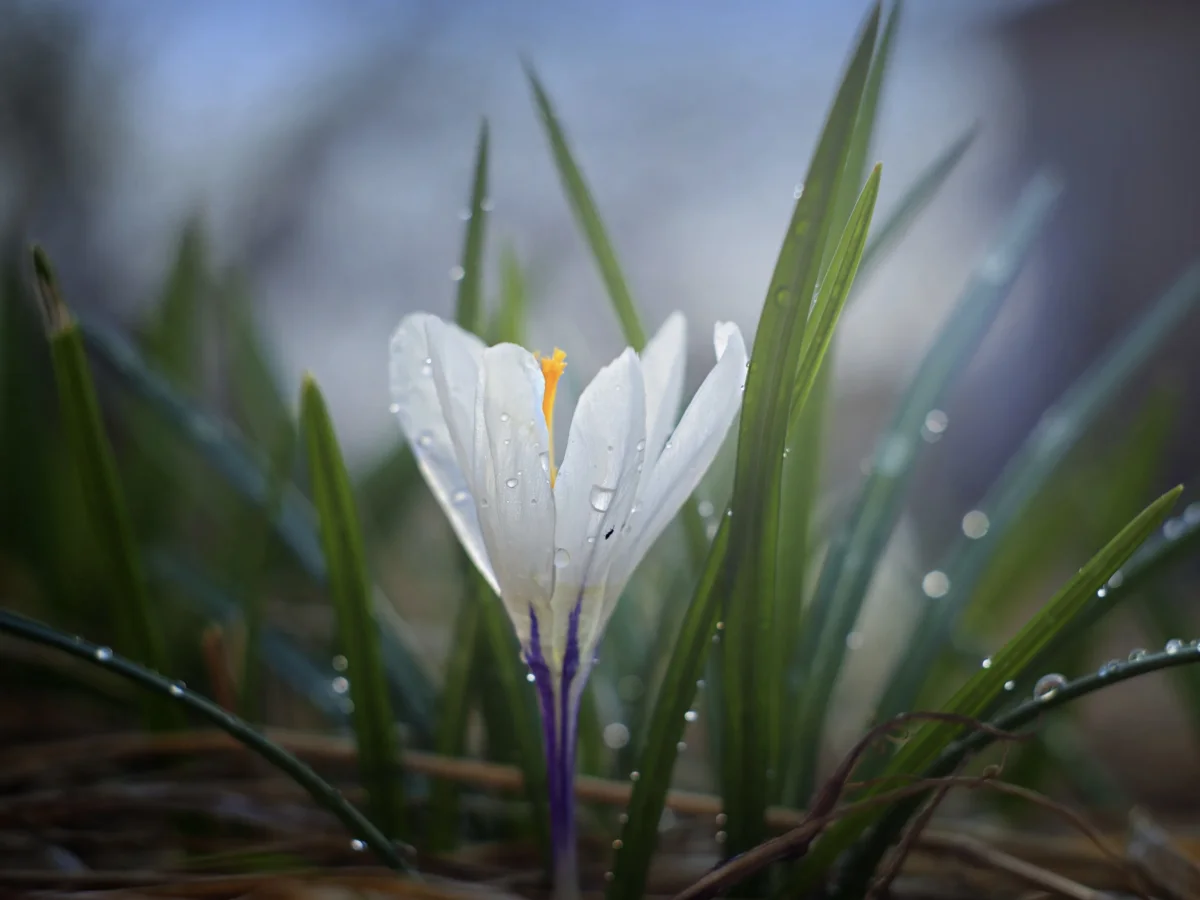 В Астане сильный ветер, в Алматы туман: погода в воскресенье, 8 марта