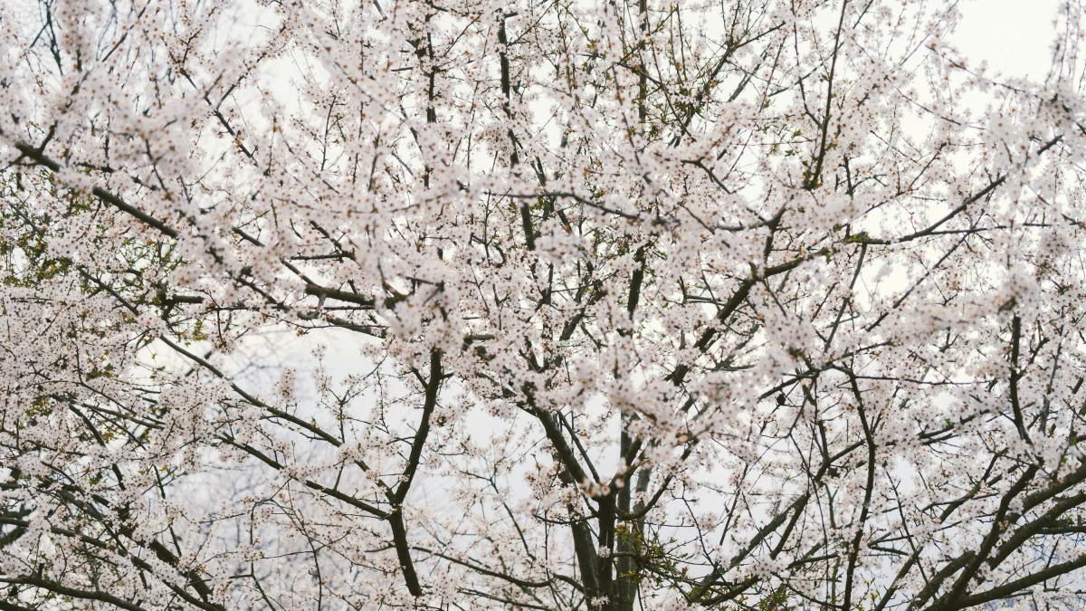 8 наурызда бірнеше өңірде ауа райы бұзылады