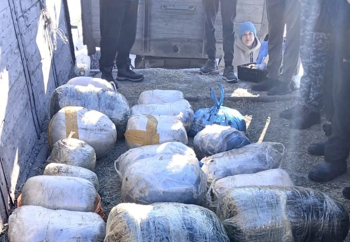 Мужчину с 200 килограммами наркотиков задержали в Костанайской области