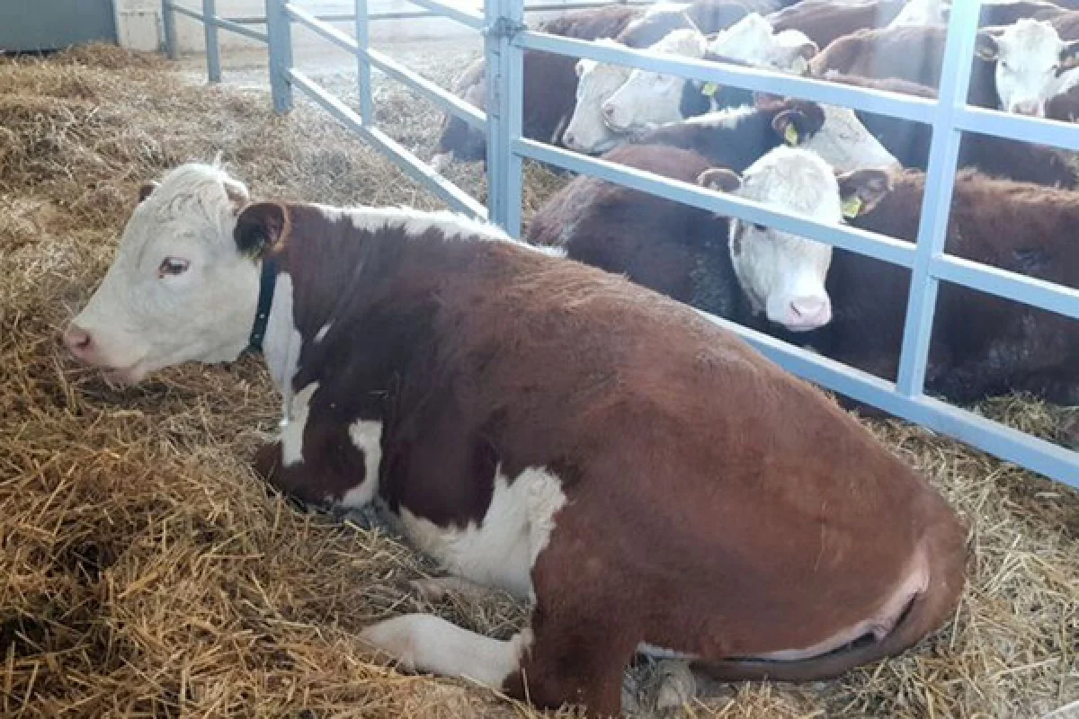 Лукашенко подарили беременную тёлочку