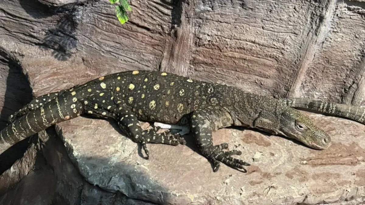 Алматы хайуанаттар бағына Индонезиядан кесірткелер жеткізілді