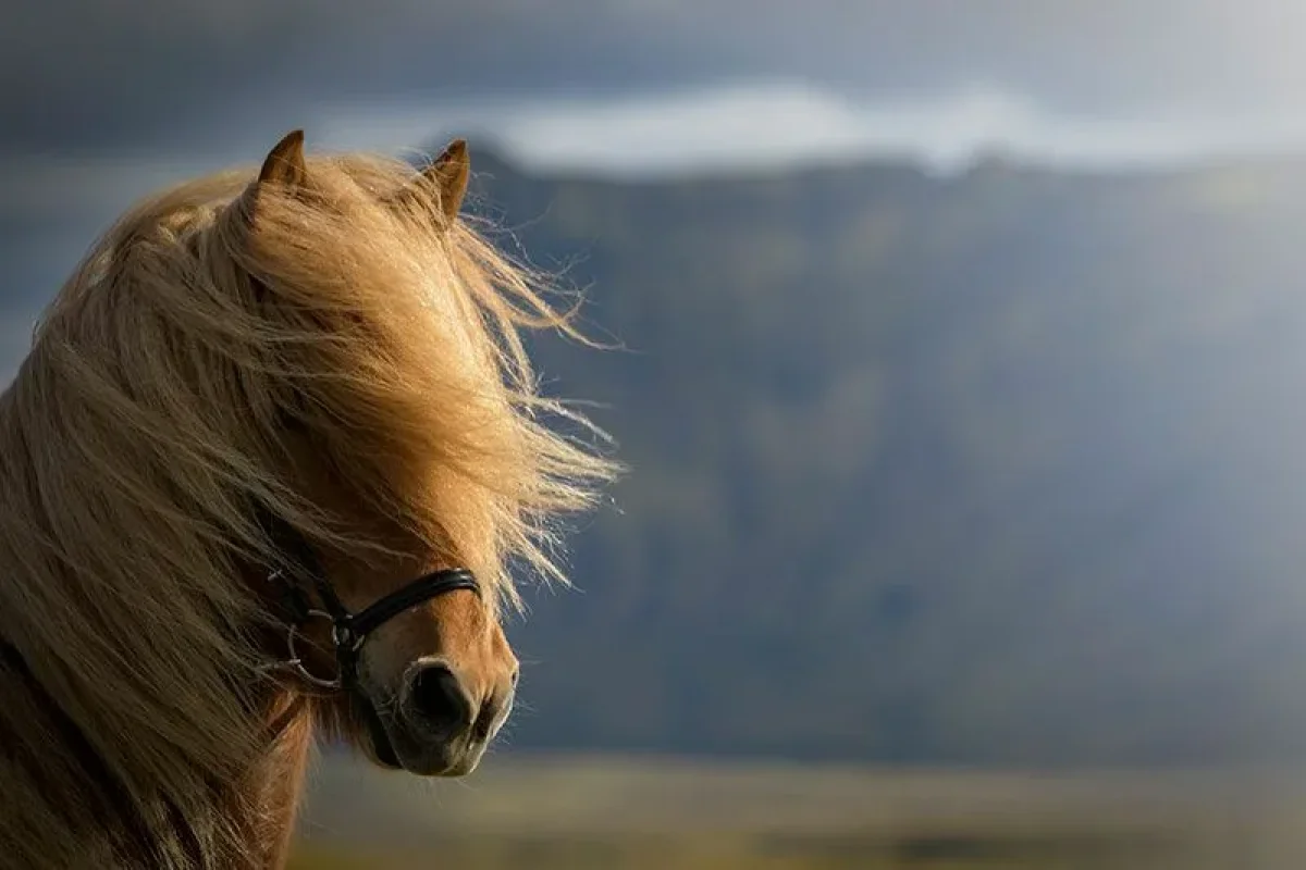 В Астане туман, в Шымкенте сильный ветер: погода в мегаполисах в понедельник, 16 марта
