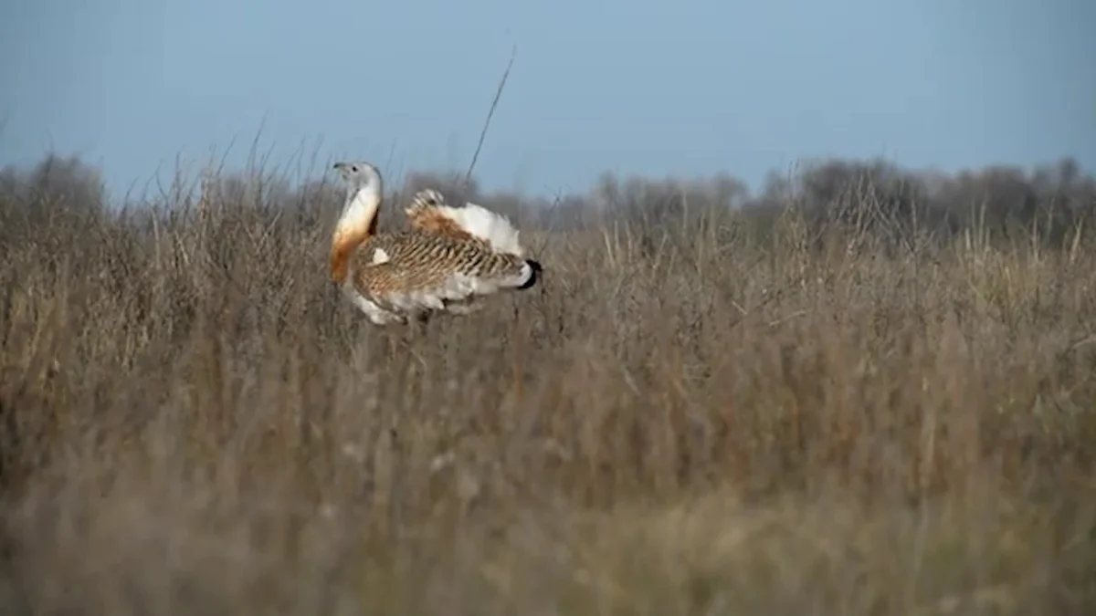 В Красную книгу необходимо внести более 70 % птиц, пока они совсем не исчезли - ученые ВКО