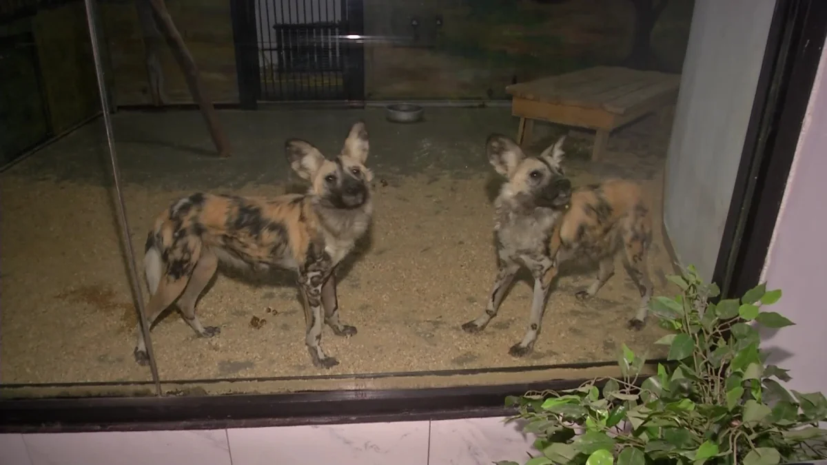 В Карагандинском зоопарке поселились «главные разбойники» саванны