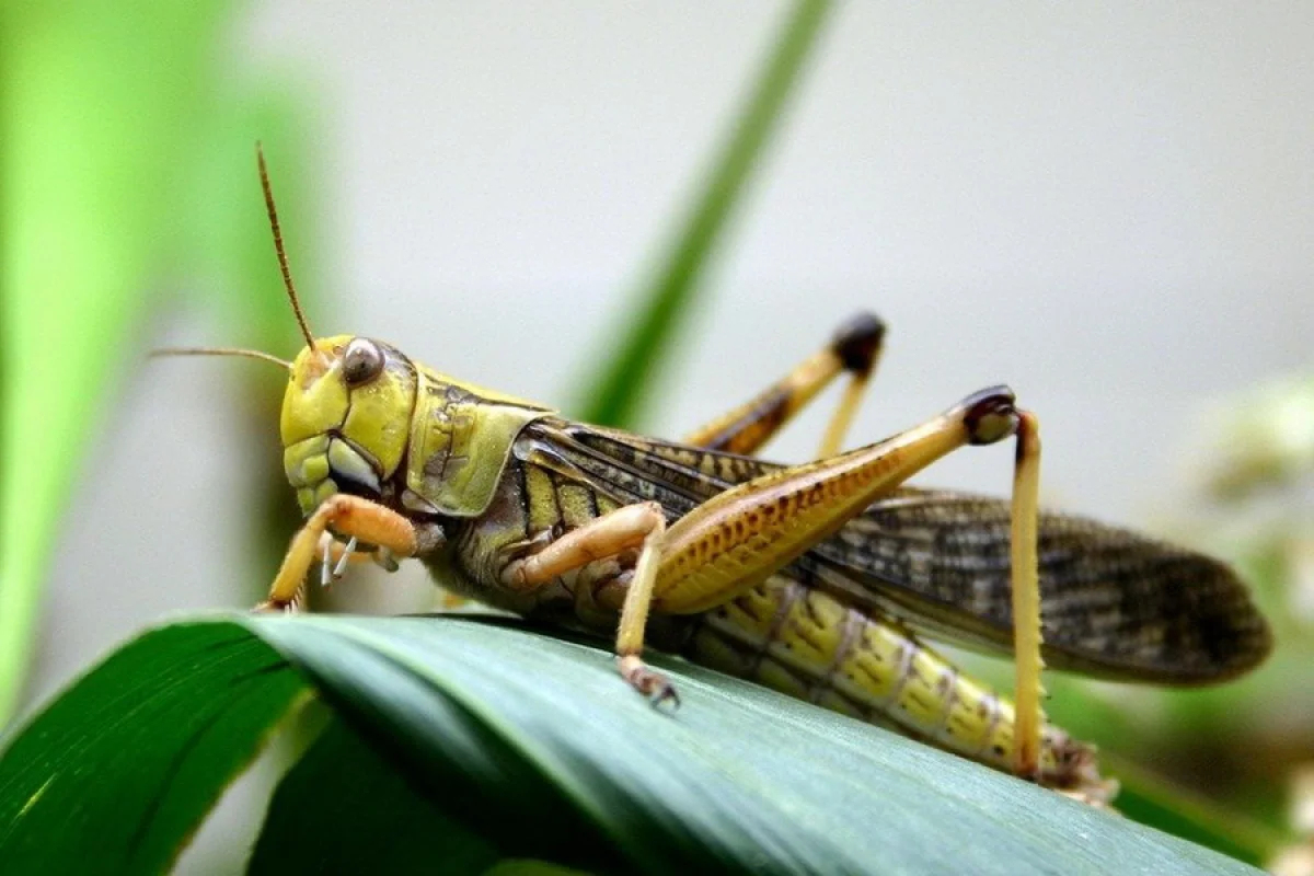 Қазақстан мен Ресей шегірткеге қарсы бірлескен жоспар әзірлейді