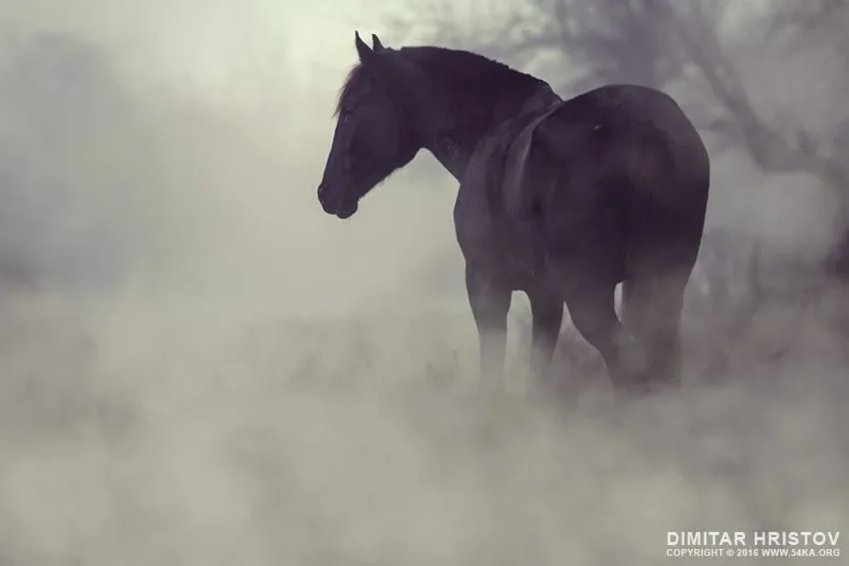 Сильный ветер в Шымкенте, туман в Астане: погода в пятницу, 20 марта
