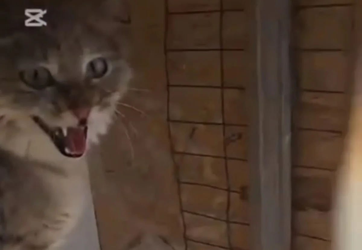 Степная кошка забрела к людям в Атырауской области