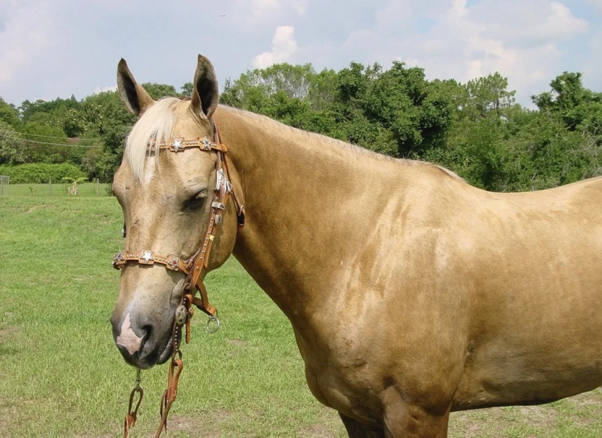 Казахстанцы снова обновили рекорд по потреблению конины