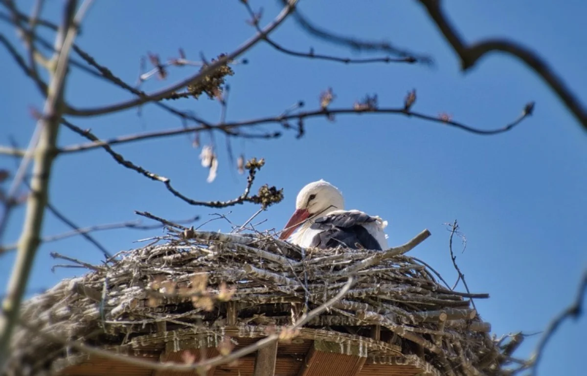 Весна вступает в силу: в Казахстан идёт тепло и осадки