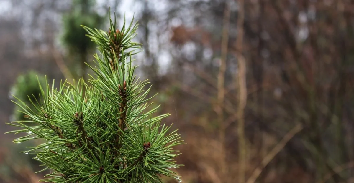 Казахстан накроет дождями, снегом и пыльными бурями