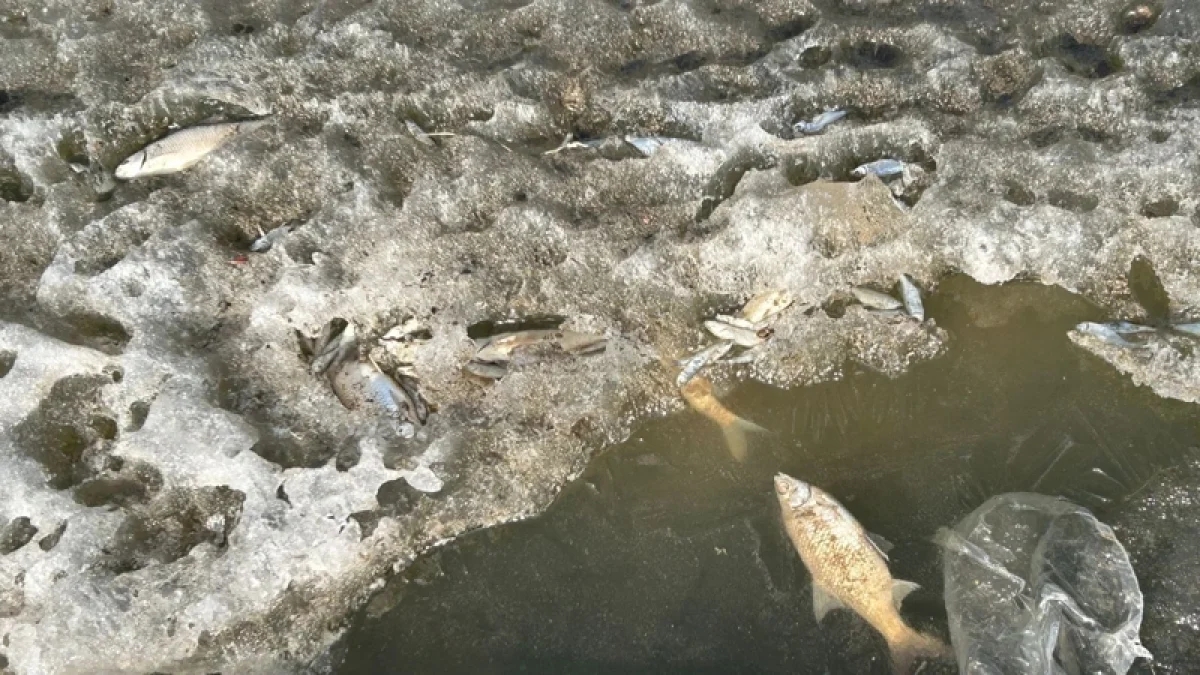 Сазды өзенінде балық қырылды