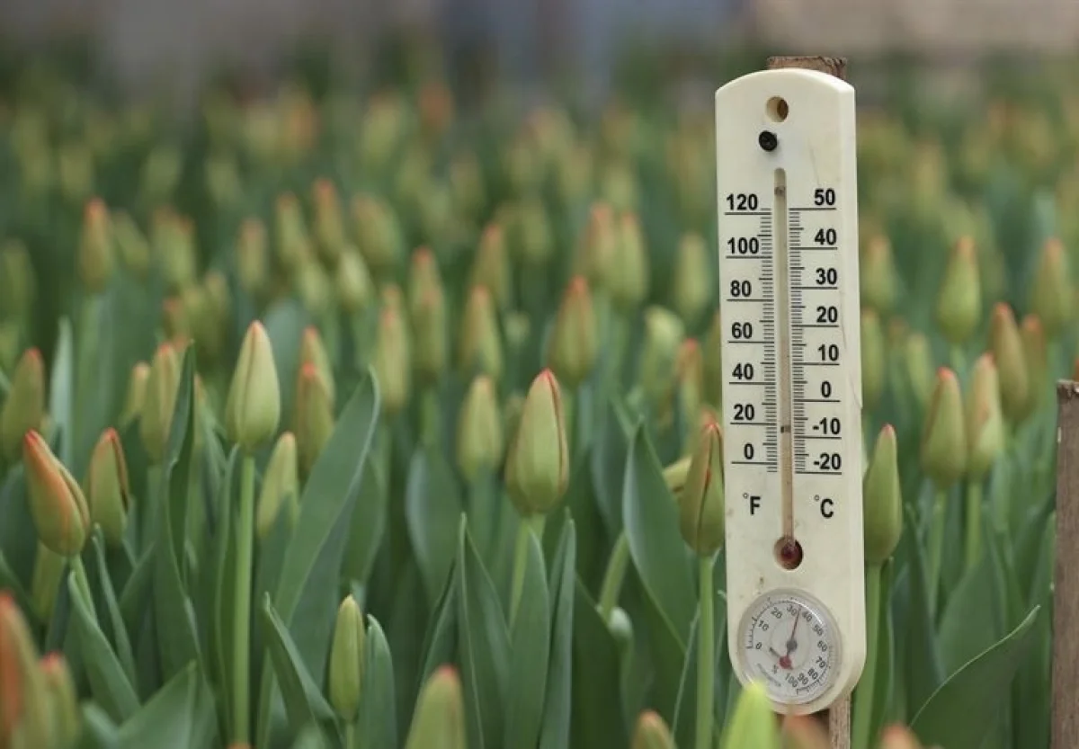 В Астане +10, в Шымкенте +27: погода в четверг, 26 марта