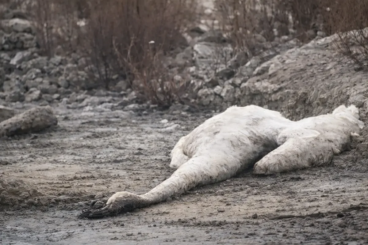 Массовую гибель лебедей зафиксировали вблизи Актау