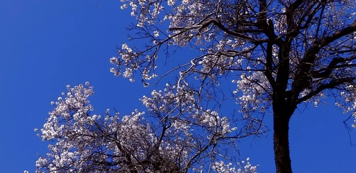 До +30 на юге Казахстана: погода на три дня