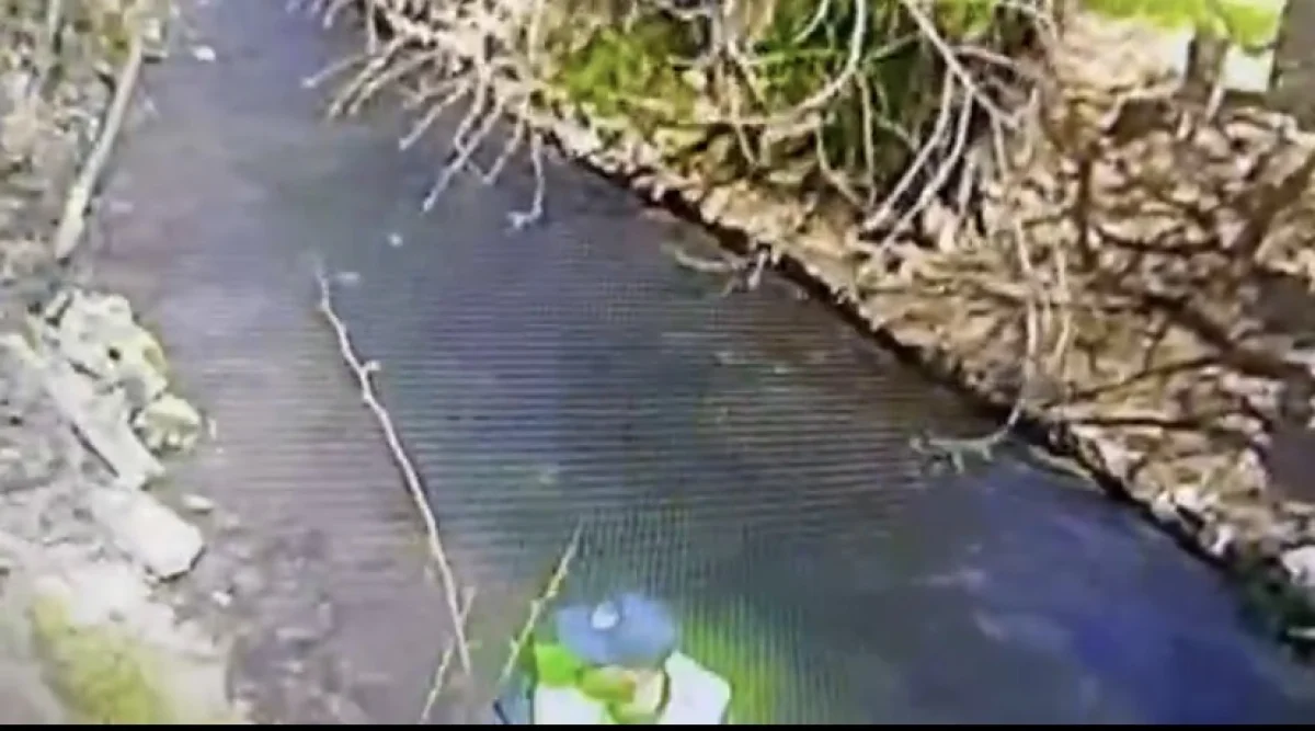 Трогательные кадры: полиция вытащила котят из реки в Шымкенте