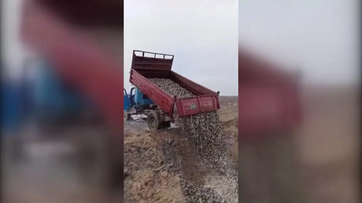 Причины массовой гибели рыбы в одном из водоёмов выясняют в ЗКО