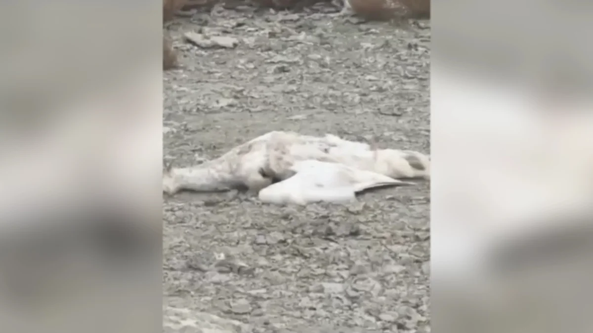 Свыше десяти мертвых лебедей обнаружили в Мангистауской области