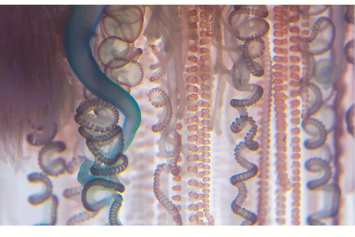 Критические для жизни ожоги научились лечить с помощью морских червей