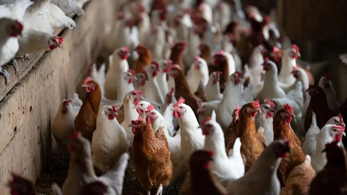 Германия уничтожила почти 2,5 миллиона кур