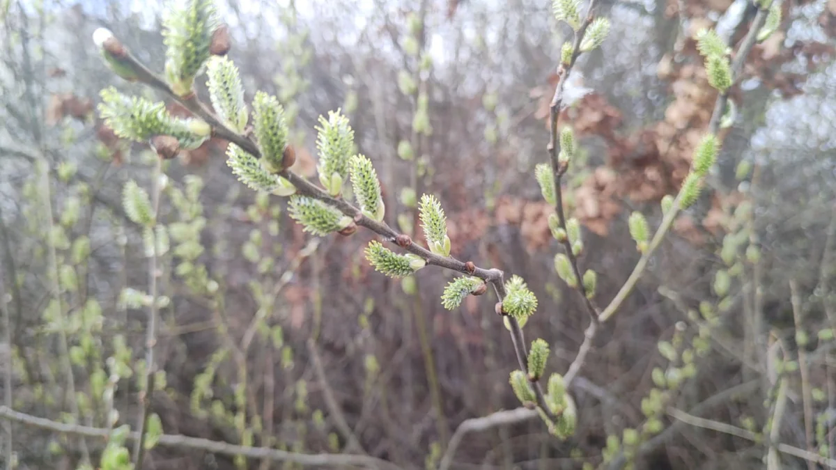 Гроза в Шымкенте, без осадков в Астане: погода в воскресенье, 29 марта