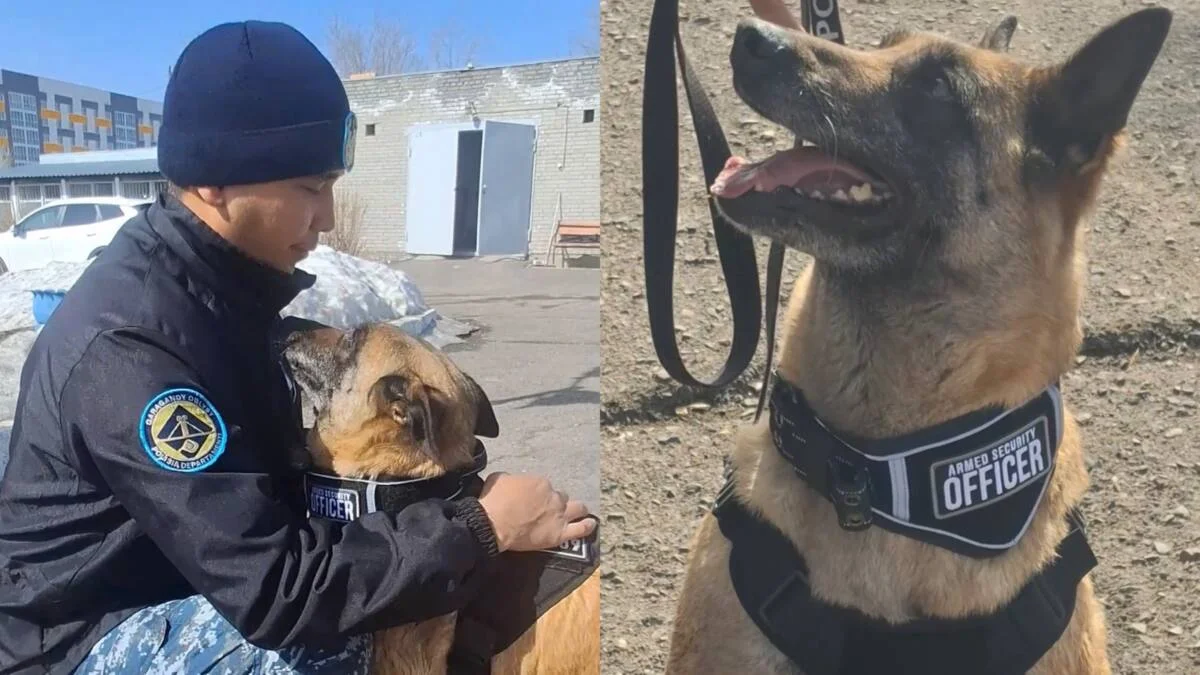 Служебную собаку проводили на пенсию в Караганде