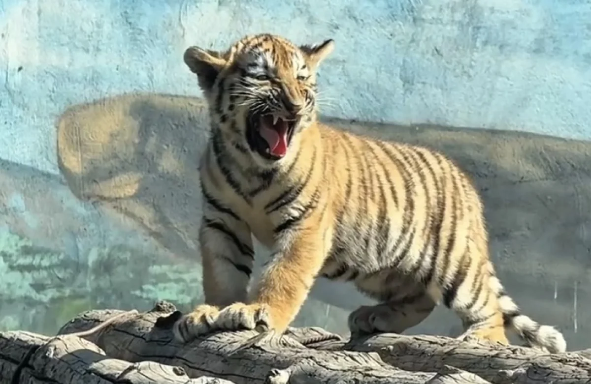 Пополнение в алматинском зоопарке: родились три амурских тигра (ВИДЕО)