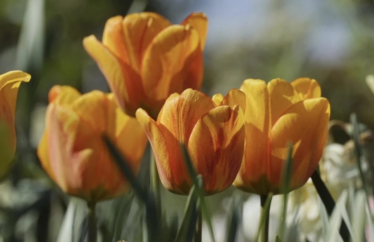 Весна набирает силу: до +30°С ожидается в ближайшие дни