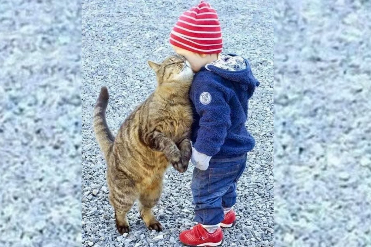 Кошки оказались худшими питомцами для маленьких детей