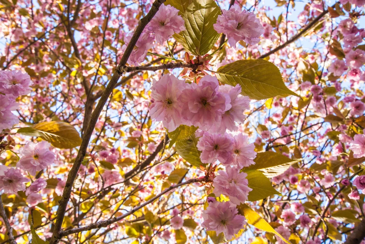 +32 градус ыстық болады