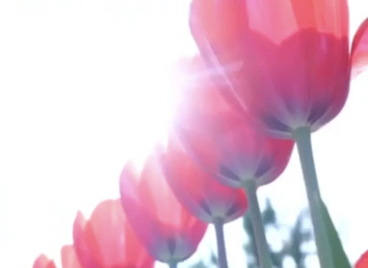 В Шымкенте расцвели 1,6 миллиона тюльпанов