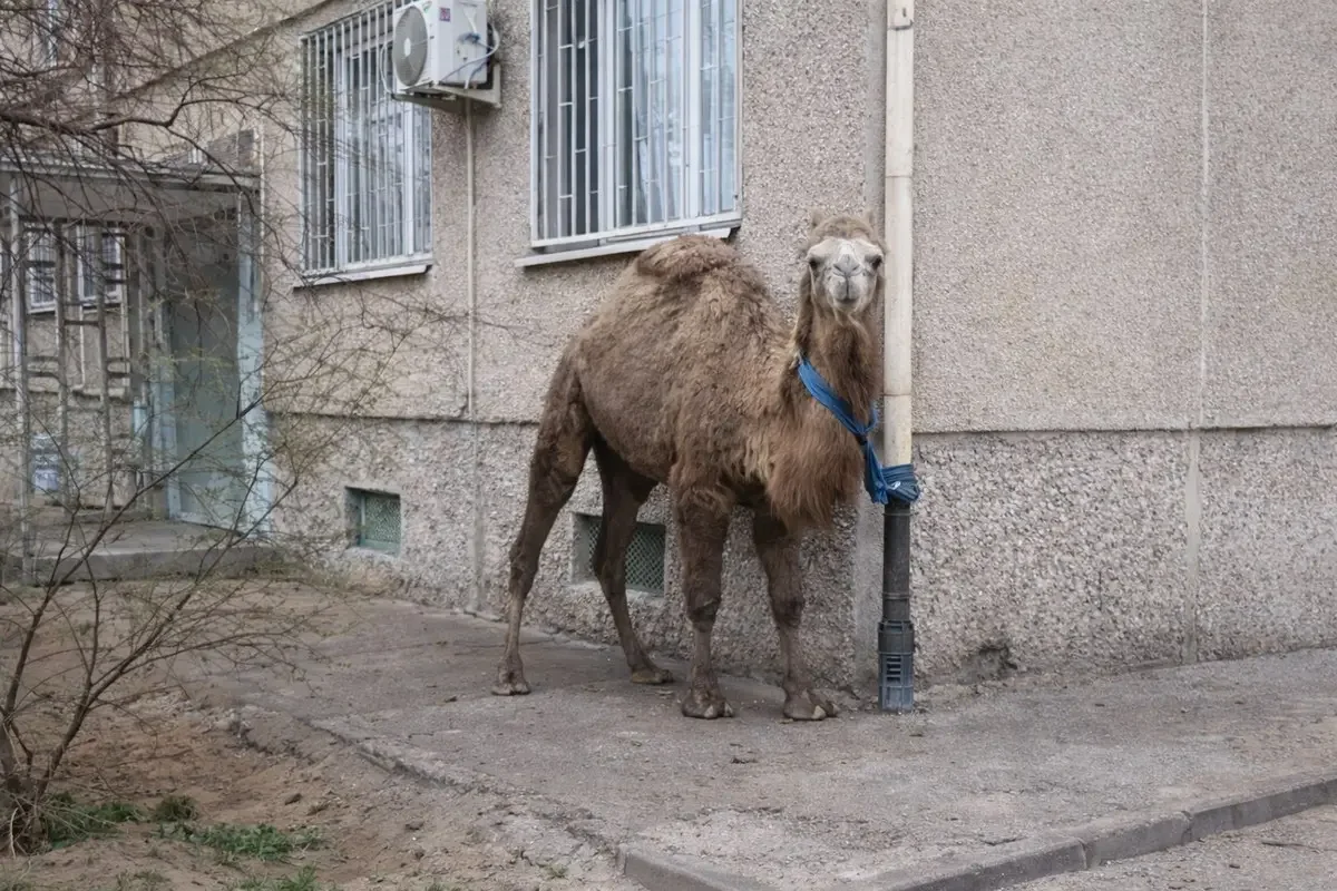 Актаусца наказали за «припаркованного» в городе верблюда